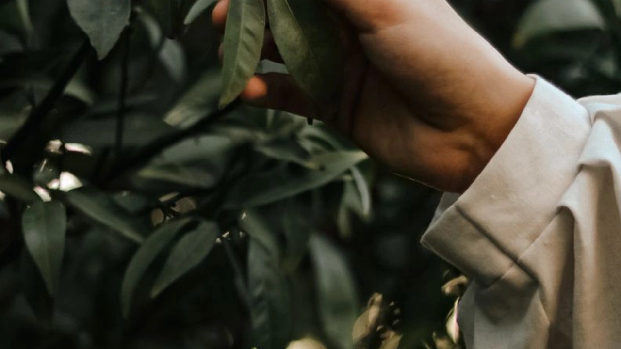 香蕉啪啪啪视频探索水果创意料理的新境界